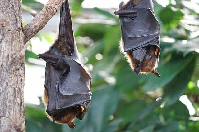 Are Vampire Bats Real?