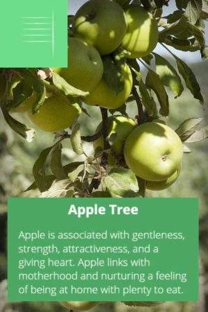 Apple Birth Tree