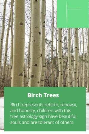 Birch birth tree sign