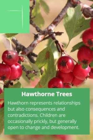 Hawthorne tree and Celtic ogham symbol