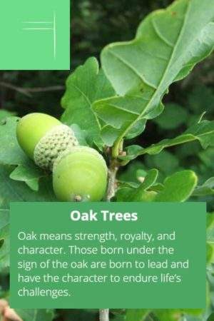 Oak Birth Tree Sign