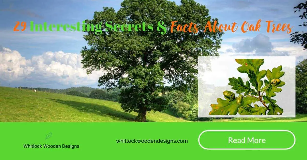29 Interesting Secrets, Trivia & Facts About The Oak Trees