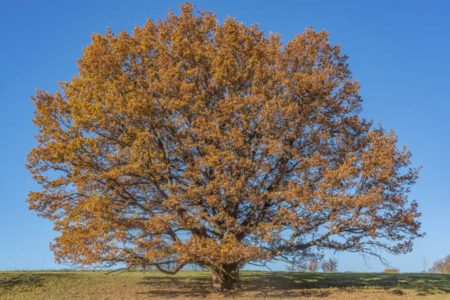 English oak tree image