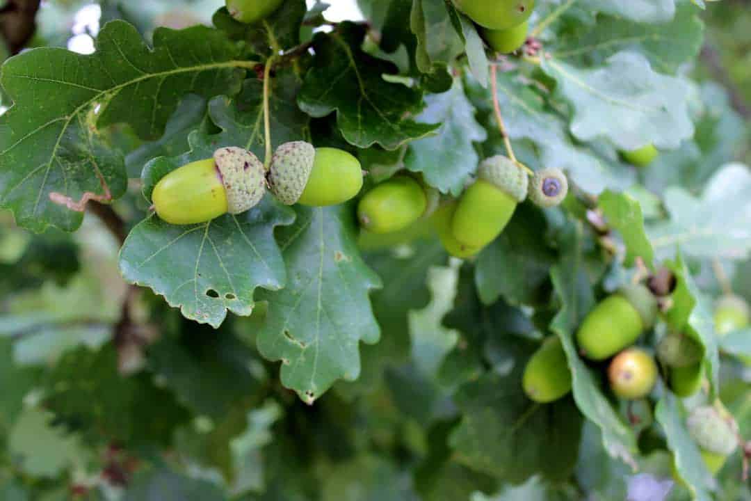 Facts about Oak leaves and acorns