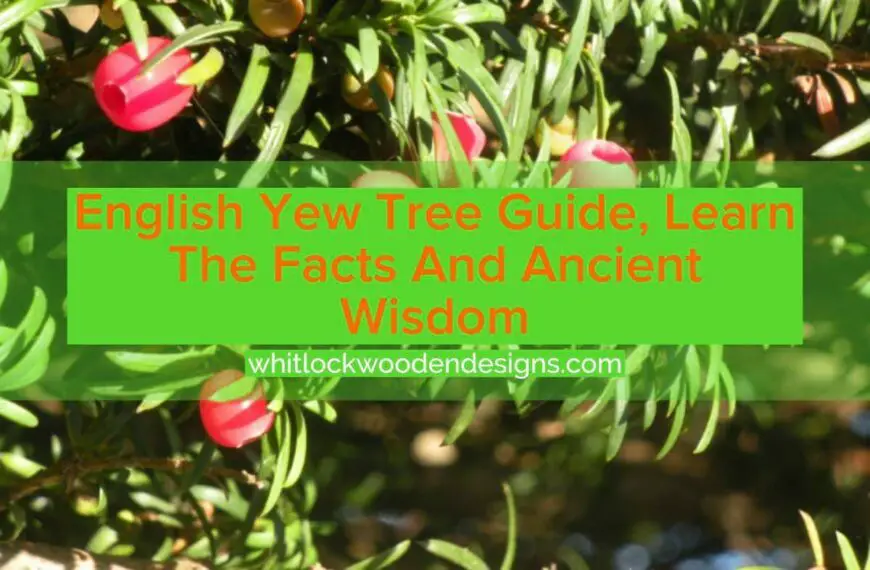 Yew Tree Symbolism, Learn The Facts And History