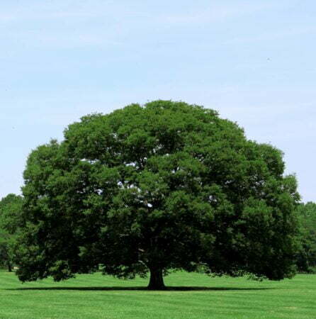 American white oak