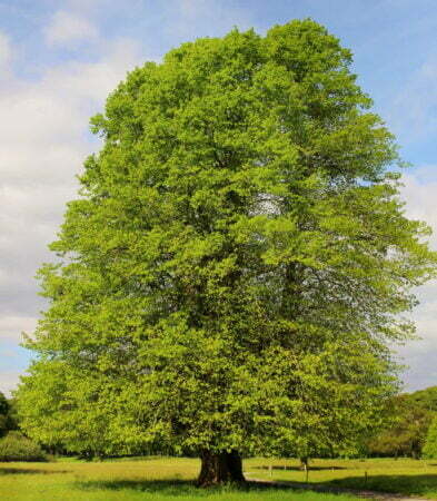 European oak tree